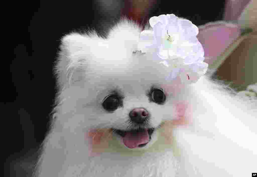 A dog with a cherry blossom-shaped pin, is seen in the cherry blossom festival in Seoul, South Korea.