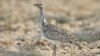 Buru Burung Langka, Pangeran Qatar Diserang Penduduk Desa Pakistan 