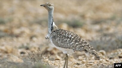 Buru Burung Langka Pangeran Qatar Diserang Penduduk Desa Pakistan