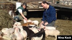 Kickstarter users Walter and Holly Jeffries with some of the 300 pigs they're raising in West Topsham, Vermont