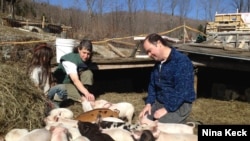 Walter and Holly Jeffries with some of the 300 pigs they're raising in West Topsham, Vermont. (N. Keck/VOA)