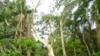 African Rainforests Continue to Face Challenges