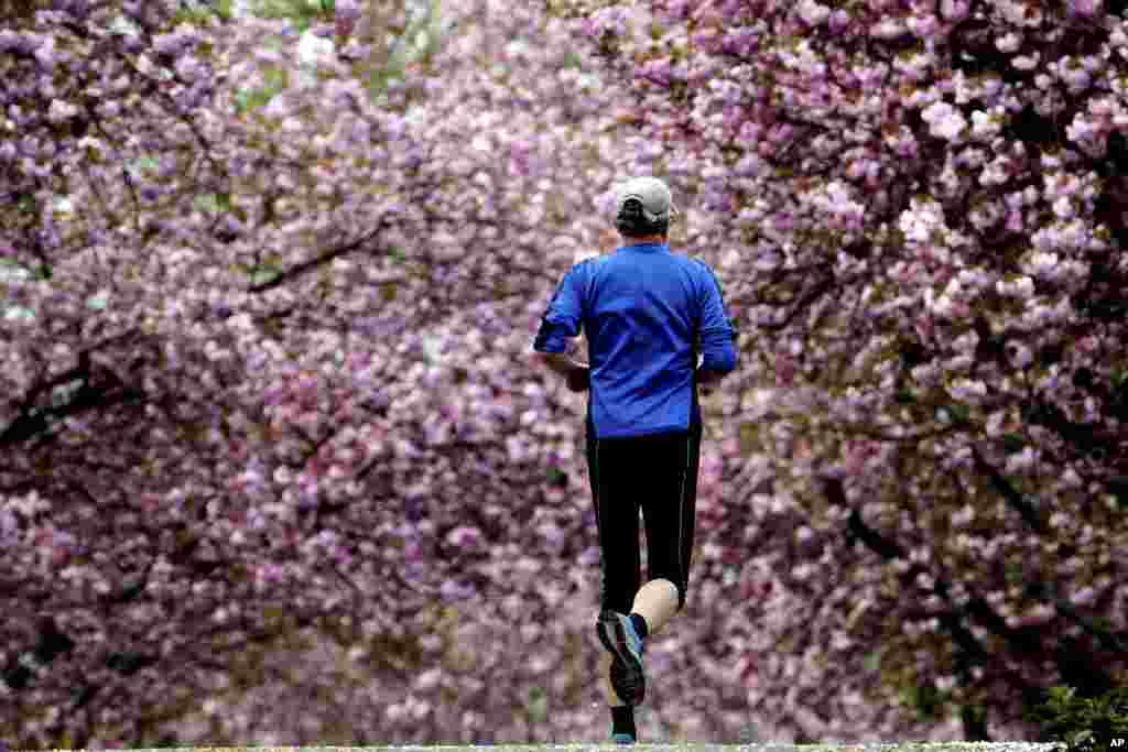 A man runs between blossoming cherry trees in Cologne, Germany.
