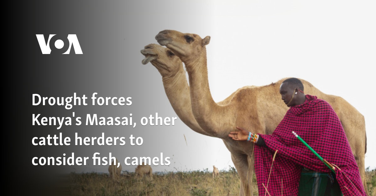 Drought forces Kenya's Maasai, other cattle herders to consider fish, camels