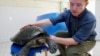 Wildlife Conservation Society Field Veterinarian Martin Gilbert, from Britain, shows "the lucky royal turtle," a rare and endangered terrapin that likely was headed for a Chinese soup pot but saved by keen-eyed wildlife officers and a tiny microchip, at h