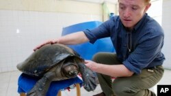 Wildlife Conservation Society Field Veterinarian Martin Gilbert, from Britain, shows "the lucky royal turtle," a rare and endangered terrapin that likely was headed for a Chinese soup pot but saved by keen-eyed wildlife officers and a tiny microchip, at h