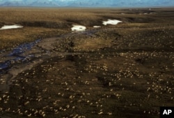 FILE - This undated aerial photo provided by U.S. Fish and Wildlife Service shows a herd of caribou on the Arctic National Wildlife Refuge in northeast Alaska.