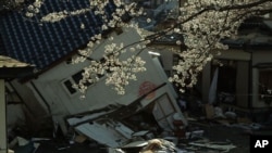Cherry blossoms frame a house tumbled by the 2011 Japan earthquake and tsunami. 