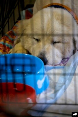 Pearl, una mascota tipo Gran Pirineo descansa en su jaula tras varios días difíciles debido al #HuracánFlorence. Ella y otras mascotas fueron de un refugio en Carteret County, Carolina del Norte, fueron llevadas a un área de la Feria Estatal en Raleigh. Sept. 17 de 2018.