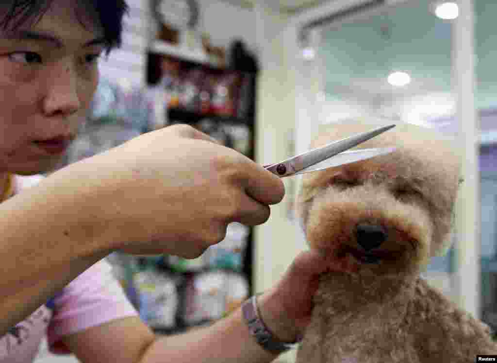 A dog is groomed at a pet shop in Taipei, Taiwan. The flat top hairstyle on small dogs takes about 2 hours to complete and is priced at NTD$1200 ($39), according to pet shop owner and groomer, Mo Ming-feng.