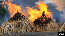 Ivory piles burn at Kenya’s Nairobi National Park, April 30, 2016. (J. Craig/VOA)
