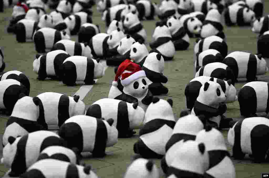 Some of the 1,600 papier-mache pandas are displayed at Independence Square in Kuala Lumpur, Malaysia, as part of their first appearance in the city.