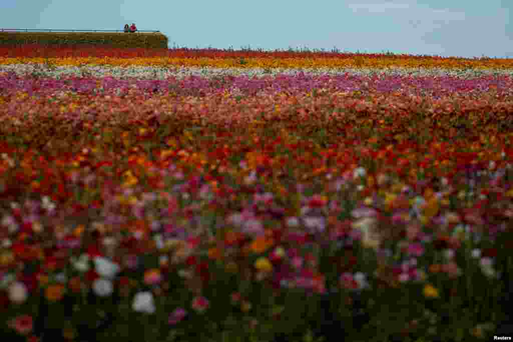 A couple look across the closed and empty flower fields of Carlsbad during the outbreak of the coronavirus disease (COVID-19) in Carlsbad, California, May 7, 2020.