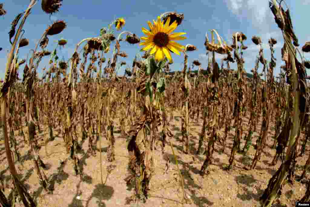 A sunflower blooms in between dried-out ones during hot summer weather on a field near the village of Benken, Switzerland.
