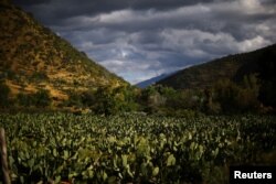 A prickly pear plantation located next to a rail line used by a train to transport garbage, is seen in a valley of Til Til, Chile, Oct. 5, 2017.