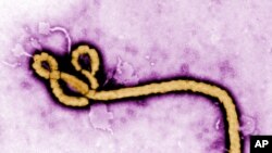 Le virus Ebola