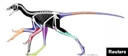 The reconstructed body outline of the birdlike feathered dinosaur Anchiornis, using laser-stimulated fluorescence images, is pictured in this undated handout image. Colored areas represent different fossil specimens and black areas are approximated reconstructions. (Xiaoli Wang, Michael Pittman, et al.)