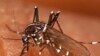 WHO Stands by Its Numbers on Malaria Deaths