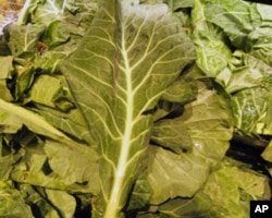 扇形甘蓝菜的颜色跟美国钞票的颜色类似