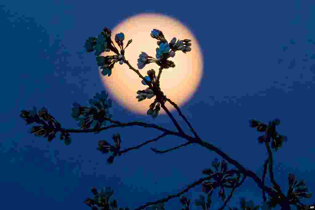 미국 수도 워싱턴 DC에서 벚꽃 망울 뒤로 보름달이 떴다.