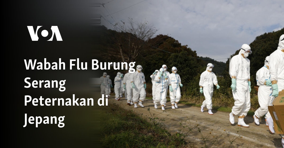 Wabah Flu Burung Serang Peternakan di Jepang