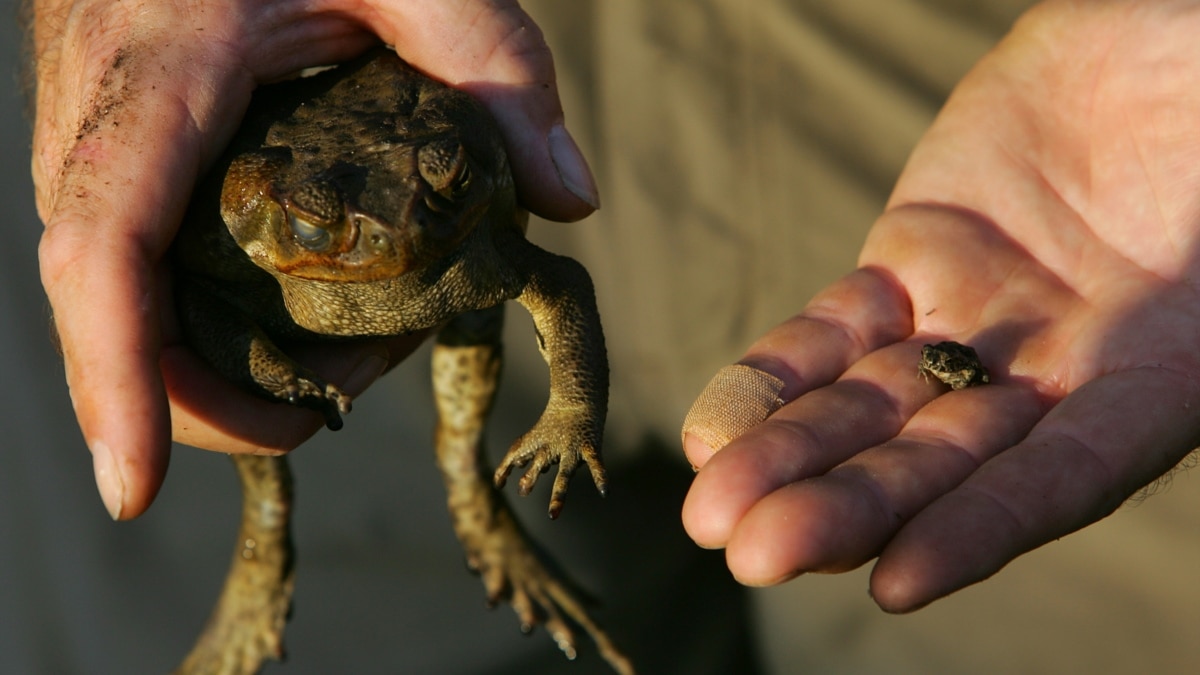 Native Australian Species Learning to Avoid Toxic Cane Toad