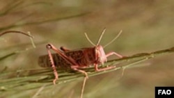 Desert locust (FAO / Diana Giampeiro)