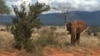 Study: Elephants Disappearing from Parts of Africa