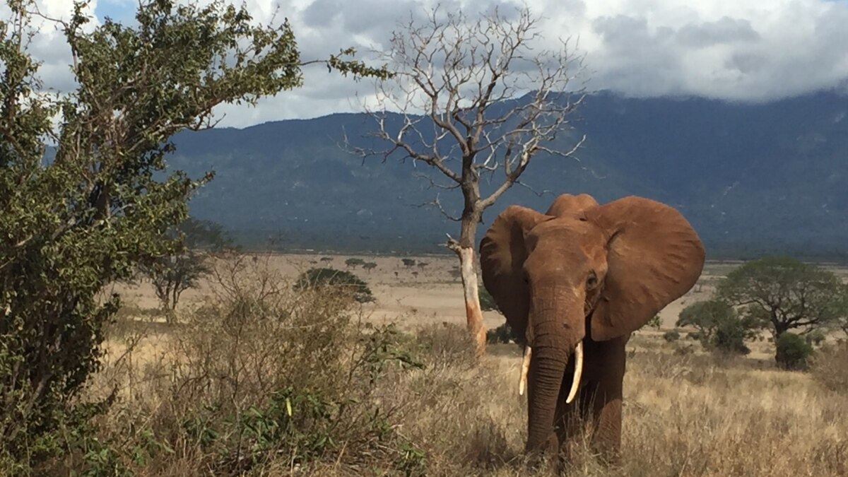 Report: Zimbabwe Elephant Population Declines