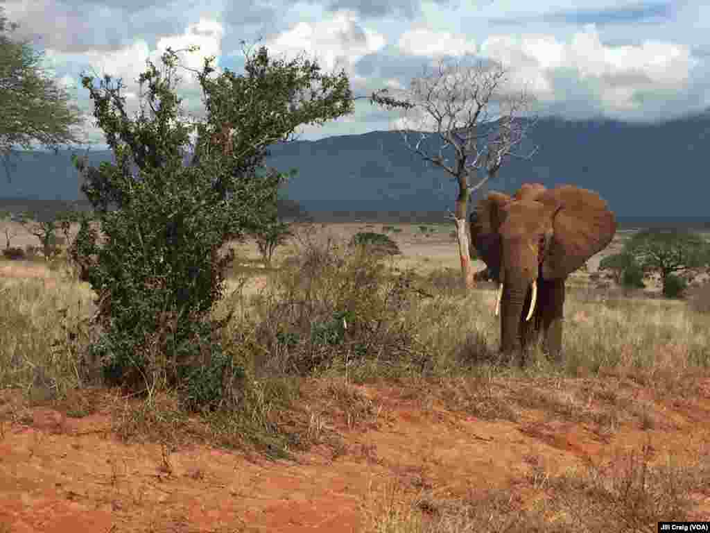 Elephants in Tsavo East National Park, Kenya, April 20, 2016.