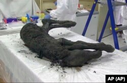 FILE: In this image made from video, the body of a horse believed to be about 40,000 years old. The horse was perfectly preserved in Siberian permafrost. Photo taken Aug. 23, 2018.