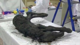 FILE: In this image made from video, the body of a horse believed to be about 40,000 years old. The horse was perfectly preserved in Siberian permafrost. Photo taken Aug. 23, 2018.
