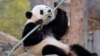 DC Panda Fans Bid Bao Bao Farewell as She Leaves for China