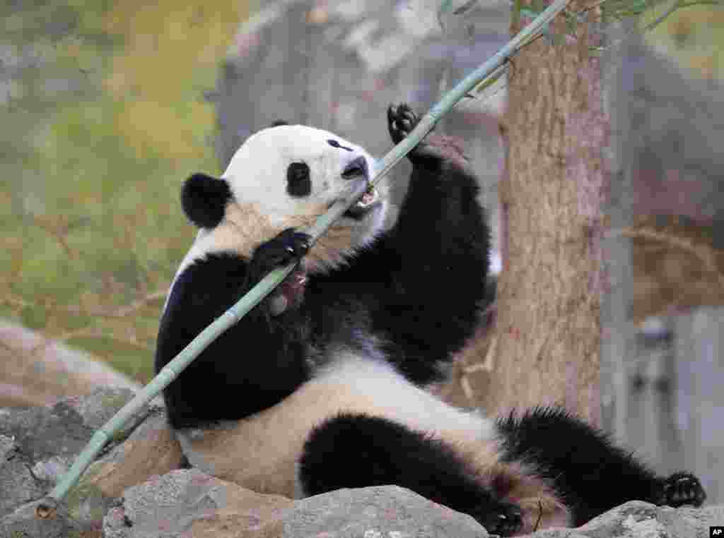 2017年2月21日，三歲的熊貓&ldquo;寶寶&rdquo;在華盛頓的美國國家動物園享受她在這裡的最後一個早晨。她沒有離愁，不知道自己即將告別故鄉，飛越太平洋，一去不返。動物園工作人員和遊客依依惜別，有人出言哽咽。 