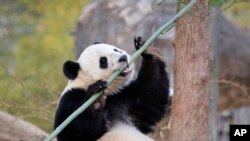熊猫“宝宝”移居中国前在华盛顿的幸福生活(19图）