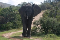 An elephant forages for food at Botlierskop Private Game Reserve, near Mossel Bay, South Africa, Tuesday, Oct. 24, 2019.