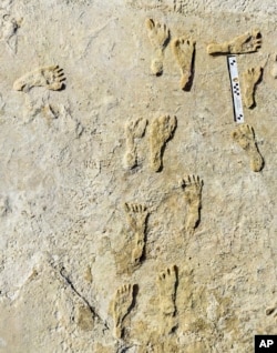 This undated photo made available by the National Park Service in September 2021 shows petrified human petrified footprints in the White Sands National Park in New Mexico.  According to a report published in the journal Science on Thursday, September 23, 202