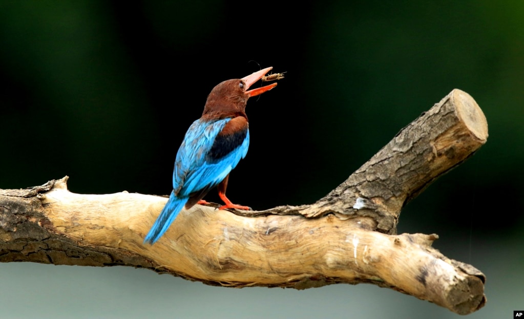 印度，鵲踏枝，一隻普通翠鳥在樹枝上，捕捉蟲子。（7月9日）。一隻普通翠鳥每天要吃的蟲子的總重量，是翠鳥體重的60%。