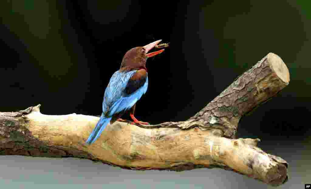 Seekor burung menangkap serangga saat hinggap di sebuah pohon di Allahabad, India.
