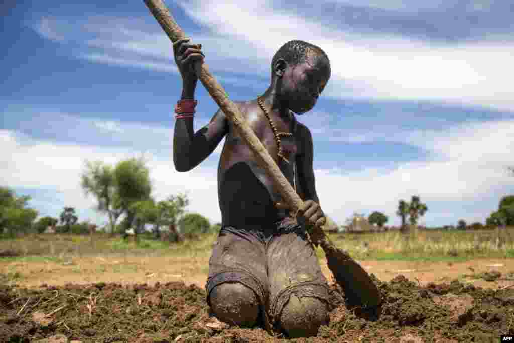 Nyibol Lual (13 tahun) membantu keluarganya membajak ladang sebelum ditanami di Panthau, Sudan Selatan.