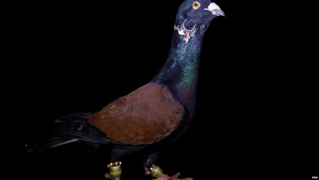 Tantabara