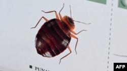 This photograph taken on Oct. 3, 2023, shows an image of a bedbug on display at Hygiene Premium, a pest control shop, in Paris. French authorities said they have found no evidence to support reports of bedbug sightings on public transportation.