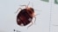 This photograph taken on Oct. 3, 2023, shows an image of a bedbug on display at Hygiene Premium, a pest control shop, in Paris. French authorities said they have found no evidence to support reports of bedbug sightings on public transportation.