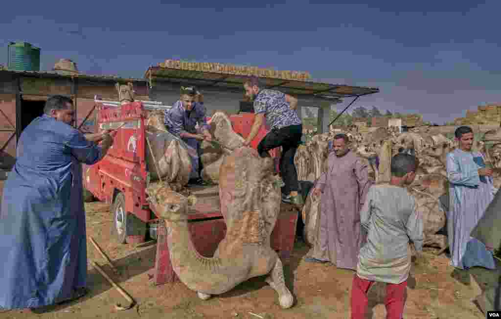 In the market, beating the camels is prohibited now. That, in some instances, has made the job more difficult for vendors and buyers who struggle to load the animals onto trucks. (VOA/H. Elrasam)