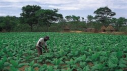 Réunis à Yaoundé, les agriculteurs de 11 pays africains crient au secours