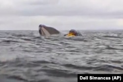 A humpback whale engulfs Adrian Simancas, in a yellow kayak, in waters off Chilean Patagonia, Feb. 8, 2025. After trapping Simancas for a moment, the whale released him unharmed. (Dell Simancas via AP)