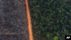 Sebuah hutan rimbun bersebelahan dengan bidang pohon hangus di Vila Nova Samuel, Brazil, Selasa, 27 Agustus 2019. Asap yang tersisa di Amazon menyebabkan kekhawatiran akan berdampak pada masalah pernapasan, terutama di kalangan anak-anak. (Foto: AP)