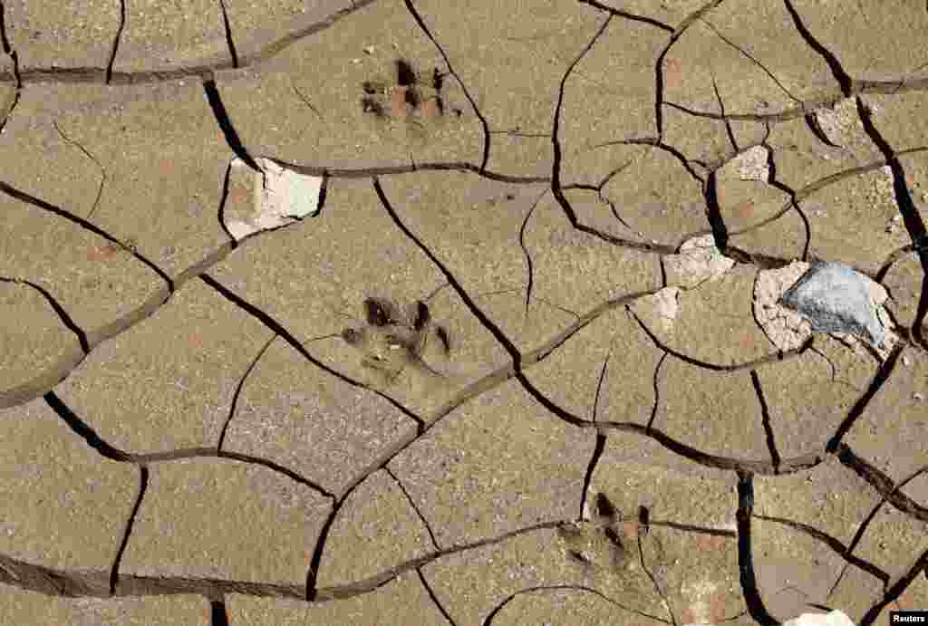 Footprints of a Cabypara are seen on the cracked grounds of the Jaguari dam in Joanopollis, 136 km (77 miles) from Sao Paulo, Brazil.