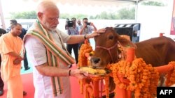 Hindiston Bosh vaziri Narendra Modi sigirni yemish bilan siylamoqda, Uttar-Pradesh, Hindiston.