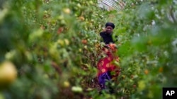 FILE - Farmer Alsi Yussuf, a refugee from Somalia, carries freshly picked tomatoes while harvesting vegetables for a community share program at Fresh Start Farm, Aug. 19, 2024, in Dunbarton, NH.